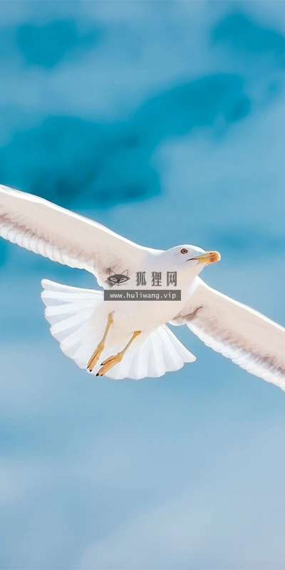 【11648】动物壁纸  2K 高清壁纸2880_1800@青蛙壁纸-笨猫小站