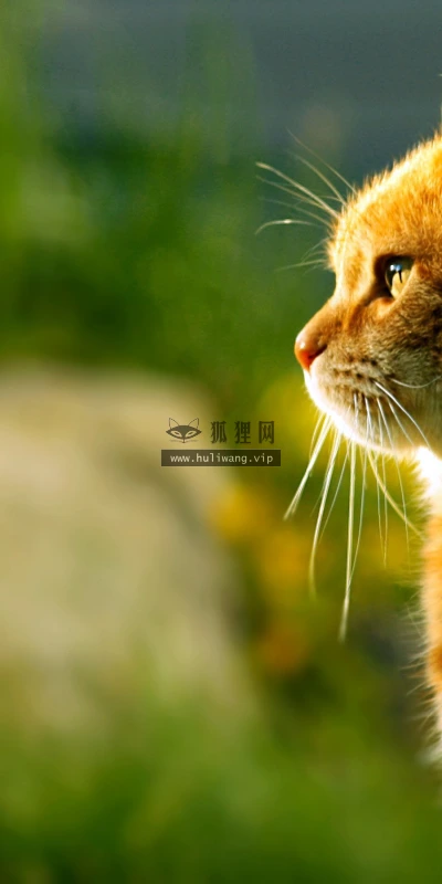 【11649】动物壁纸  2K 高清壁纸2880_1800@青蛙壁纸-笨猫小站