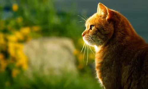 【11649】动物壁纸  2K 高清壁纸2880_1800@青蛙壁纸-笨猫小站