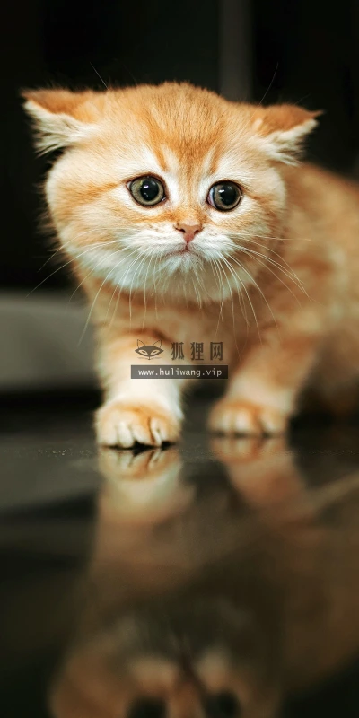 【11650】动物壁纸  2K 高清壁纸2880_1800@青蛙壁纸-笨猫小站