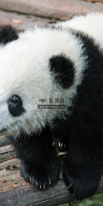 【11657】动物壁纸  2K 高清壁纸2880_1800@青蛙壁纸-笨猫小站