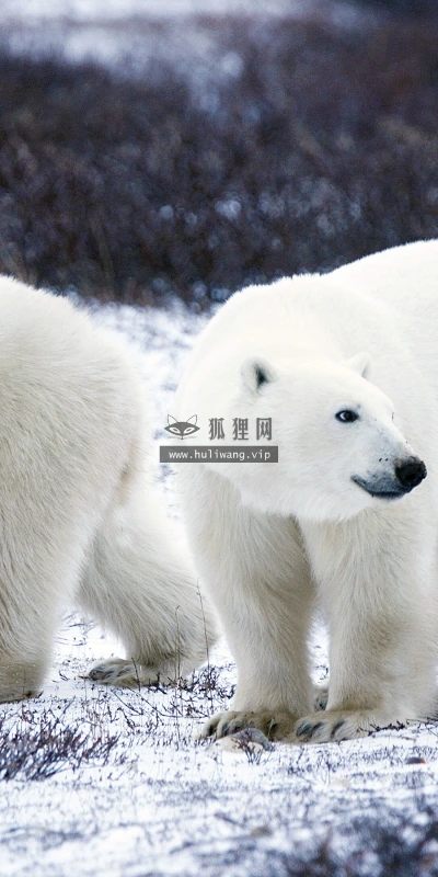 【11664】动物壁纸  2K 高清壁纸2880_1800@青蛙壁纸-笨猫小站