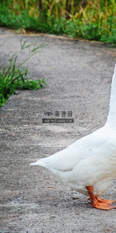 【11670】动物壁纸  2K 高清壁纸2880_1800@青蛙壁纸-笨猫小站
