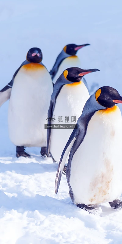 【11672】动物壁纸  4K 超清壁纸3840_2400@青蛙壁纸-笨猫小站
