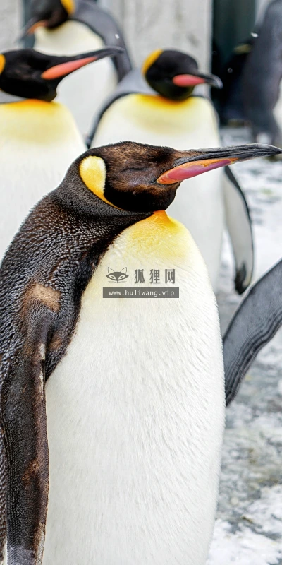 【11680】动物壁纸  4K 超清壁纸3840_2400@青蛙壁纸-笨猫小站