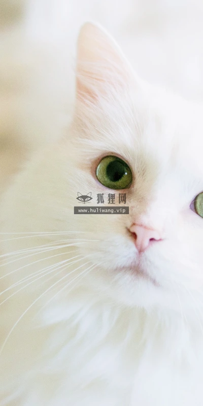 【11681】动物壁纸  4K 超清壁纸3840_2400@青蛙壁纸-笨猫小站