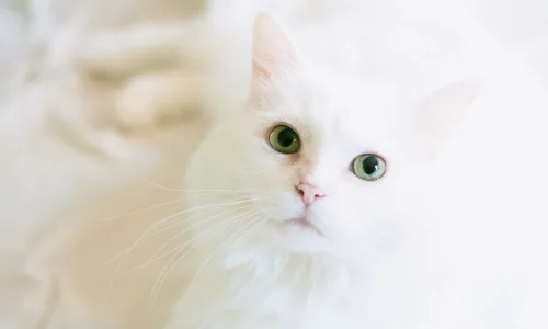 【11681】动物壁纸  4K 超清壁纸3840_2400@青蛙壁纸-笨猫小站