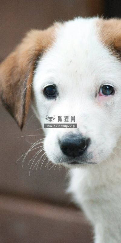 【11685】动物壁纸  4K 超清壁纸3840_2400@青蛙壁纸-笨猫小站