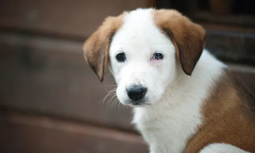 【11685】动物壁纸  4K 超清壁纸3840_2400@青蛙壁纸-笨猫小站