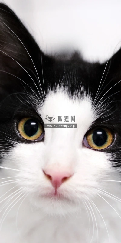 【11686】动物壁纸  4K 超清壁纸3840_2400@青蛙壁纸-笨猫小站