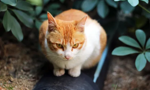 【11687】动物壁纸  4K 超清壁纸3840_2400@青蛙壁纸-笨猫小站