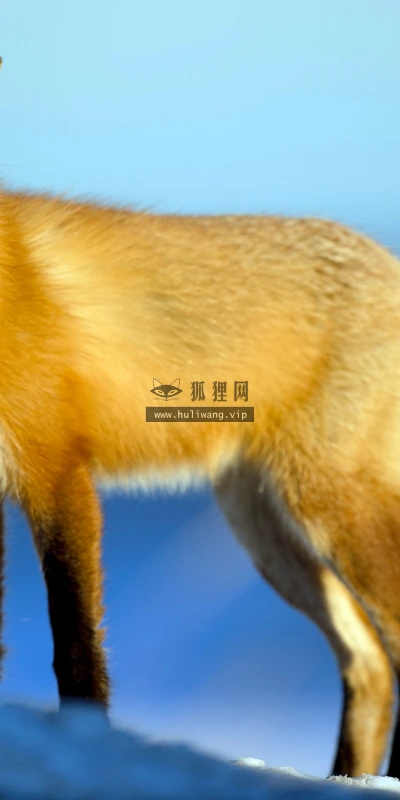 【11688】动物壁纸  4K 超清壁纸3840_2400@青蛙壁纸-笨猫小站
