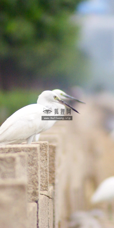 【11695】动物壁纸  4K 超清壁纸3840_2400@青蛙壁纸-笨猫小站