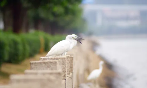 【11695】动物壁纸  4K 超清壁纸3840_2400@青蛙壁纸-笨猫小站