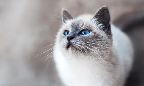 【11704】动物壁纸  4K 超清壁纸3840_2400@青蛙壁纸-笨猫小站