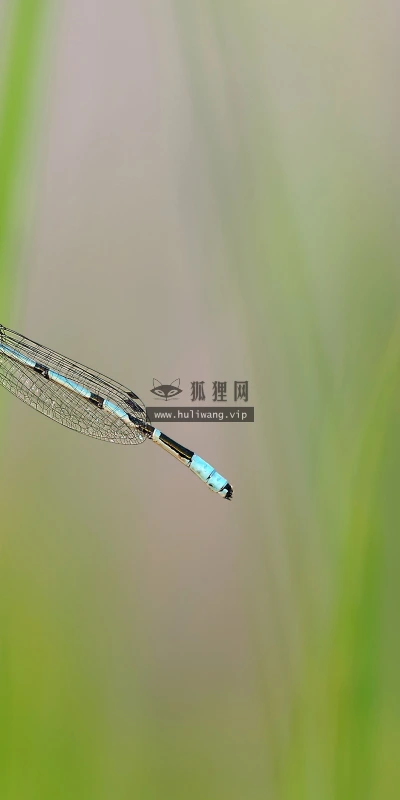 【11710】动物壁纸  4K 超清壁纸3840_2400@青蛙壁纸-笨猫小站