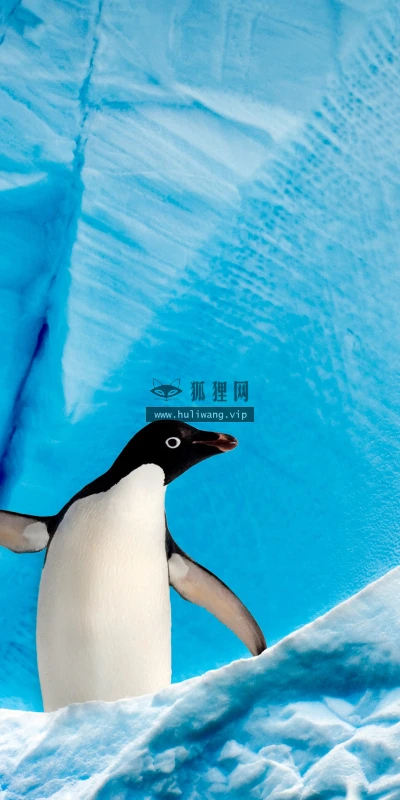 【11712】动物壁纸  4K 超清壁纸3840_2400@青蛙壁纸-笨猫小站