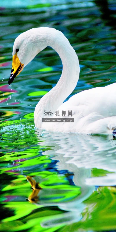 【11717】动物壁纸  4K 超清壁纸3840_2400@青蛙壁纸-笨猫小站