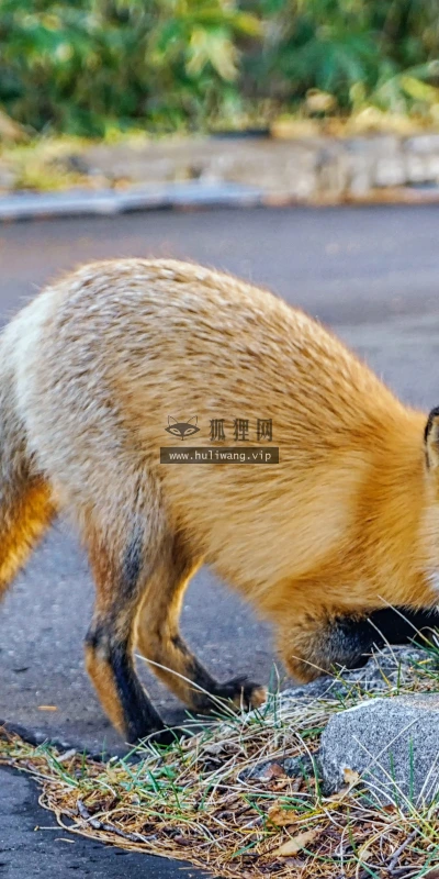 【11721】动物壁纸  4K 超清壁纸3840_2400@青蛙壁纸-笨猫小站