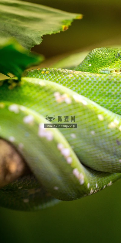 【11722】动物壁纸  4K 超清壁纸3840_2400@青蛙壁纸-笨猫小站
