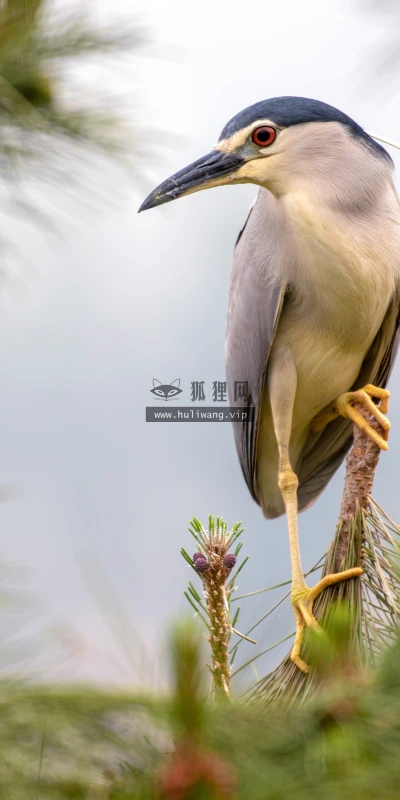 【11723】动物壁纸  4K 超清壁纸3840_2400@青蛙壁纸-笨猫小站