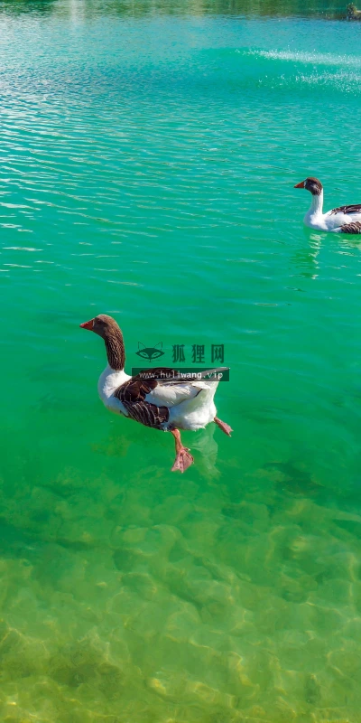 【11724】动物壁纸  4K 超清壁纸3840_2400@青蛙壁纸-笨猫小站