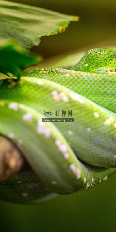 【11728】动物壁纸  4K 超清壁纸3840_2400@青蛙壁纸-笨猫小站