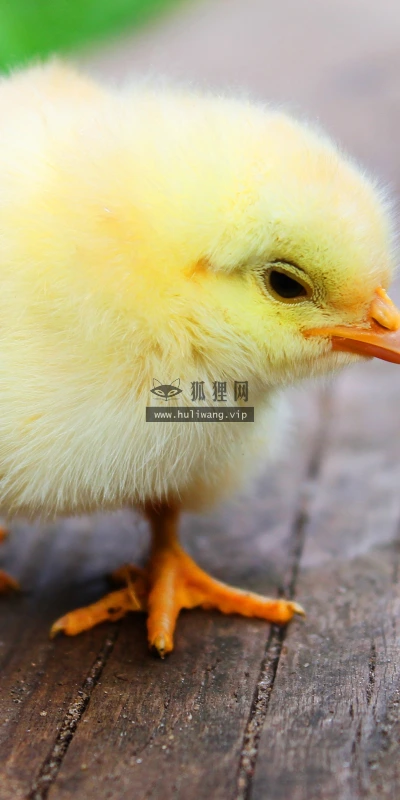 【11736】动物壁纸  4K 超清壁纸3840_2400@青蛙壁纸-笨猫小站