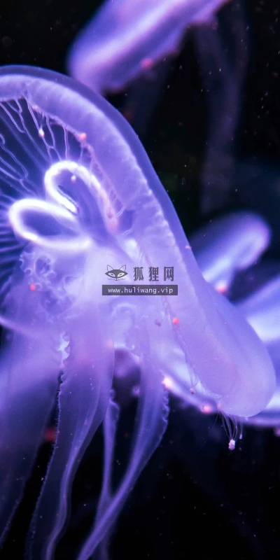 【11739】动物壁纸  4K 超清壁纸3840_2400@青蛙壁纸-笨猫小站