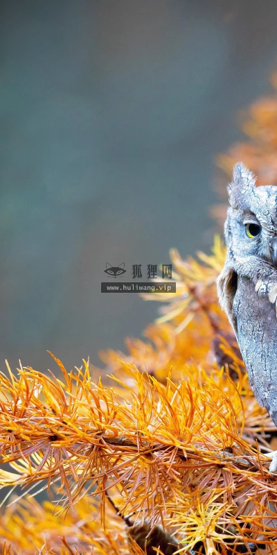 【11743】动物壁纸  4K 超清壁纸3840_2400@青蛙壁纸-笨猫小站
