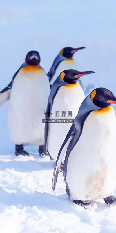【11744】动物壁纸  4K 超清壁纸3840_2400@青蛙壁纸-笨猫小站