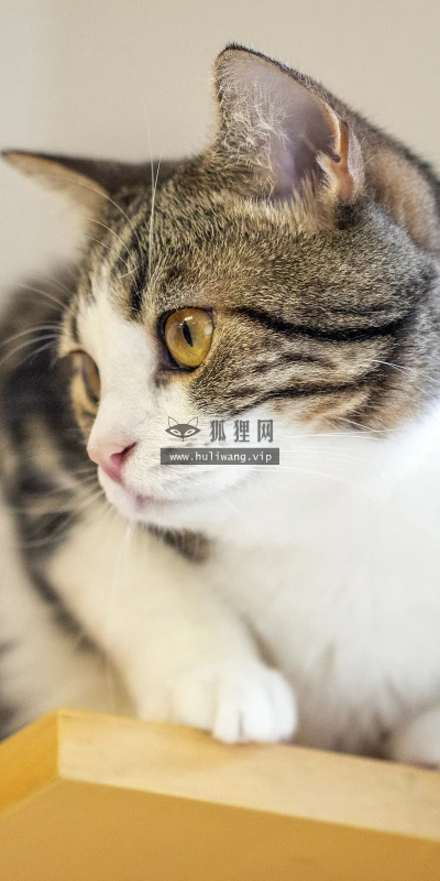【11747】动物壁纸  4K 超清壁纸3840_2400@青蛙壁纸-笨猫小站