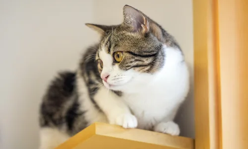 【11747】动物壁纸  4K 超清壁纸3840_2400@青蛙壁纸-笨猫小站