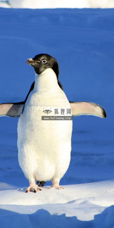 【11749】动物壁纸  4K 超清壁纸3840_2400@青蛙壁纸-笨猫小站