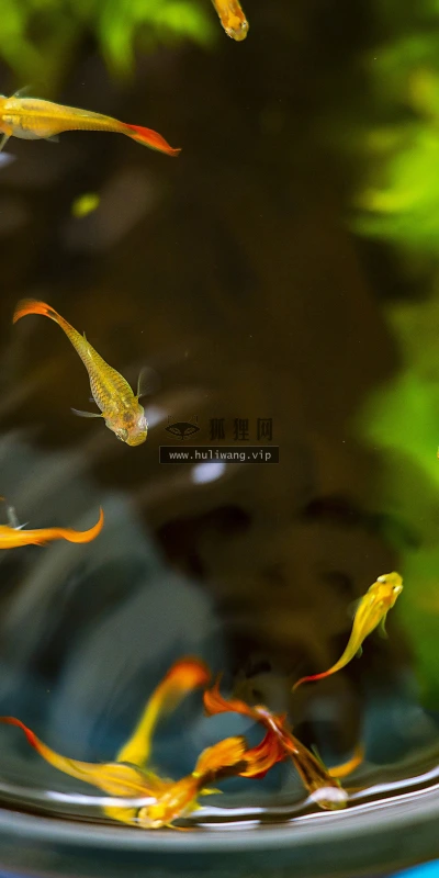 【11758】动物壁纸  4K 超清壁纸3840_2400@青蛙壁纸-笨猫小站