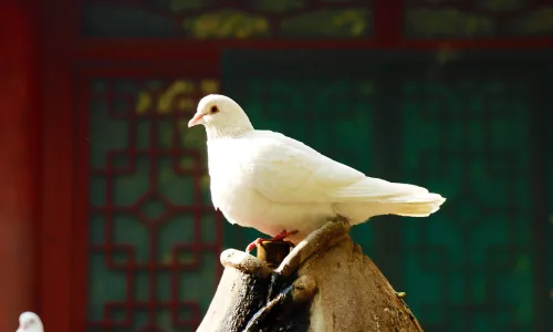 【11759】动物壁纸  4K 超清壁纸3840_2400@青蛙壁纸-笨猫小站