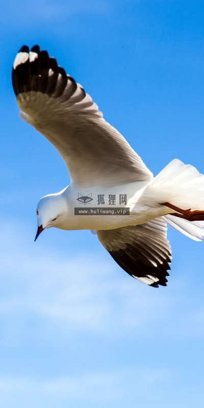【11762】动物壁纸  4K 超清壁纸3840_2400@青蛙壁纸-笨猫小站