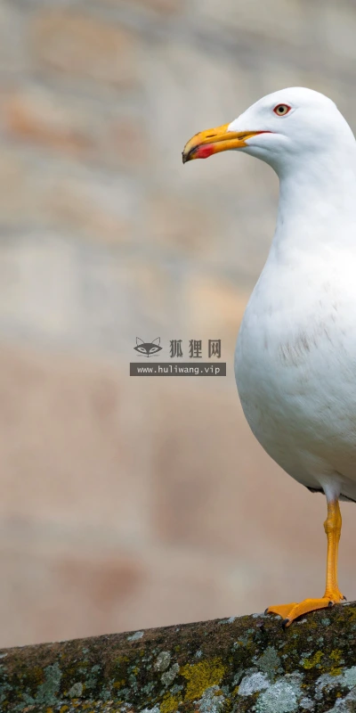 【11763】动物壁纸  4K 超清壁纸3840_2400@青蛙壁纸-笨猫小站