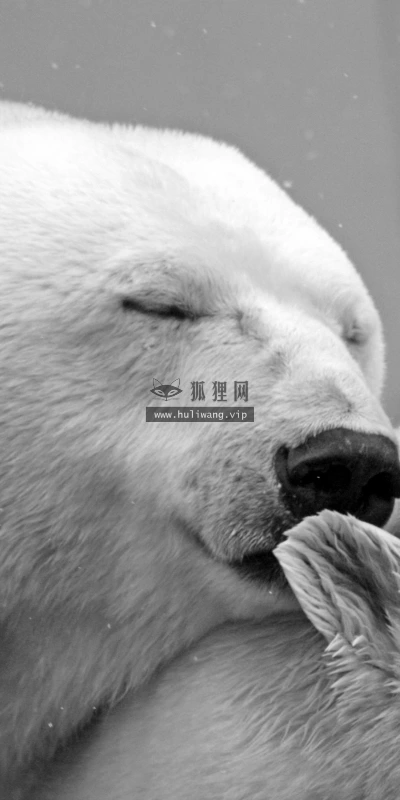 【11768】动物壁纸  4K 超清壁纸3840_2400@青蛙壁纸-笨猫小站