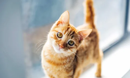 【11770】动物壁纸  4K 超清壁纸3840_2400@青蛙壁纸-笨猫小站