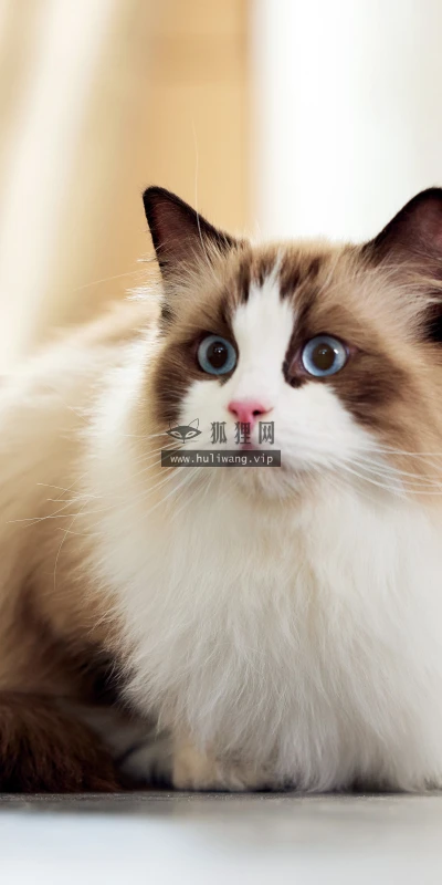 【11778】动物壁纸  4K 超清壁纸5120_3200@青蛙壁纸-笨猫小站
