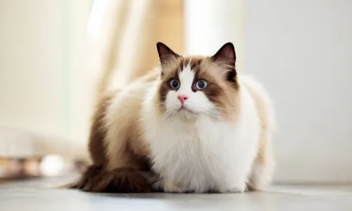 【11778】动物壁纸  4K 超清壁纸5120_3200@青蛙壁纸-笨猫小站