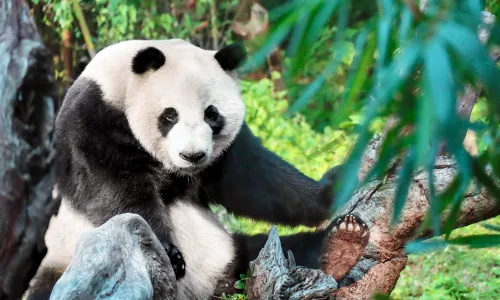 【11780】动物壁纸  4K 超清壁纸5120_3200@青蛙壁纸-笨猫小站