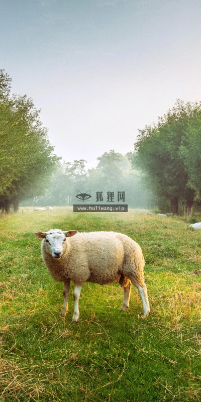 【11783】动物壁纸  4K 超清壁纸5120_3200@青蛙壁纸-笨猫小站