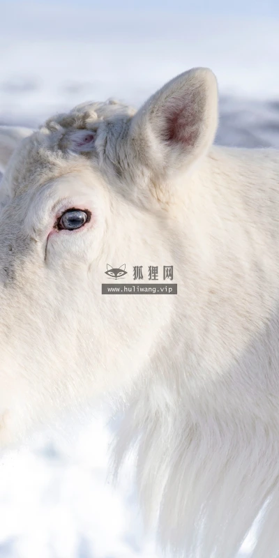 【11785】动物壁纸  4K 超清壁纸5120_3200@青蛙壁纸-笨猫小站