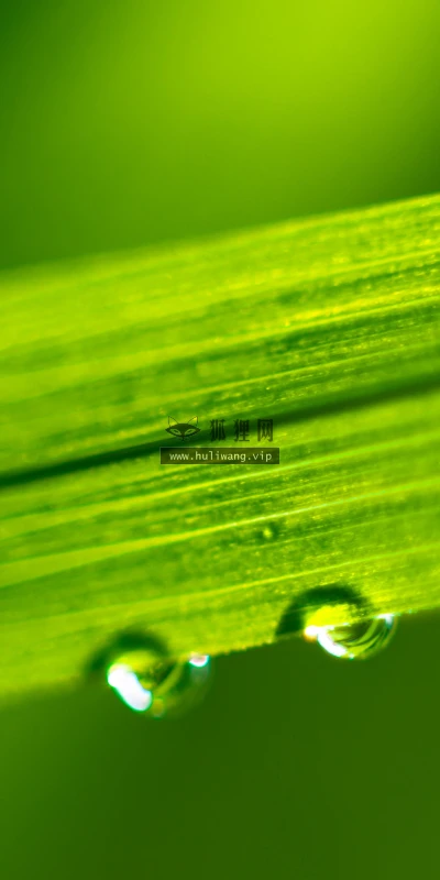 【11789】植物壁纸  4K 超清壁纸5120_3200@青蛙壁纸-笨猫小站