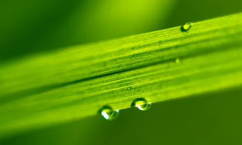【11789】植物壁纸  4K 超清壁纸5120_3200@青蛙壁纸-笨猫小站