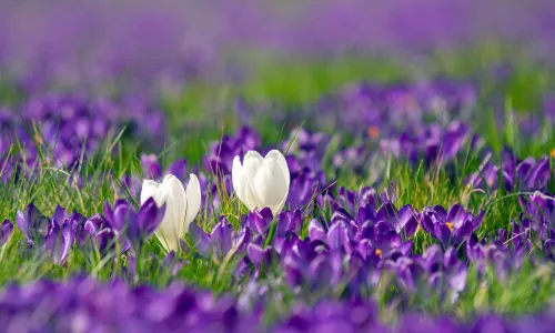 【11792】植物壁纸  4K 超清壁纸5120_3200@青蛙壁纸-笨猫小站