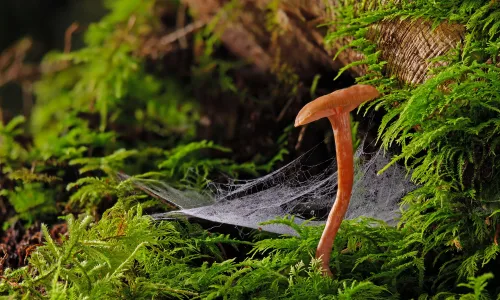 【11793】植物壁纸  4K 超清壁纸5120_3200@青蛙壁纸-笨猫小站