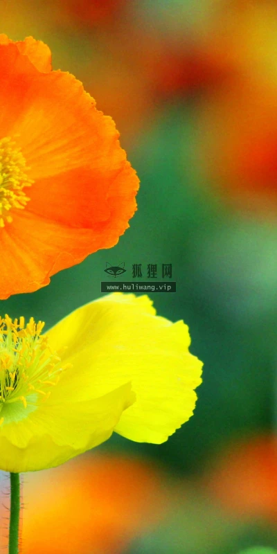【11794】植物壁纸  4K 超清壁纸5120_3200@青蛙壁纸-笨猫小站